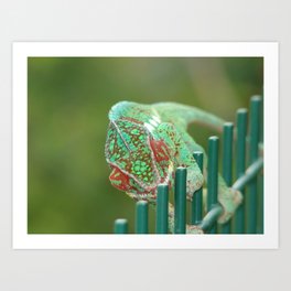 Invisible Art Print | Ligt, Red, Close, Animal, Closeup, Low, Animalreptile, Photo, Zoom, Hdr 