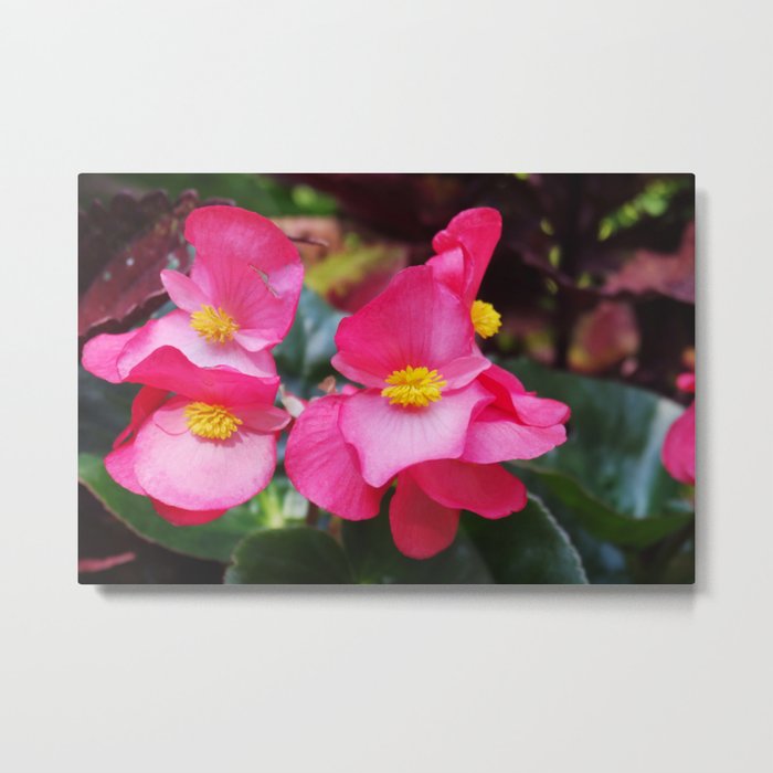 Closeup Pink Flower, Yellow Core Metal Print
