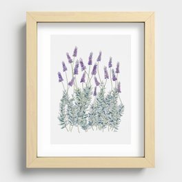 Lavender, Illustration Recessed Framed Print