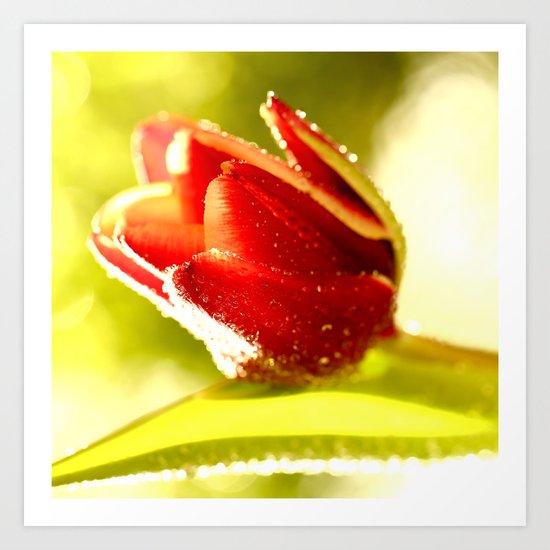 Glowing Red Tulip Art Print