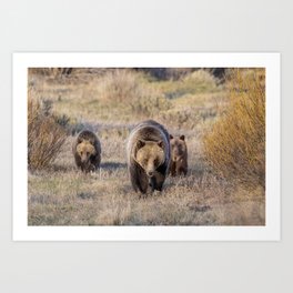 Grizzly 610 and Cubs Art Print