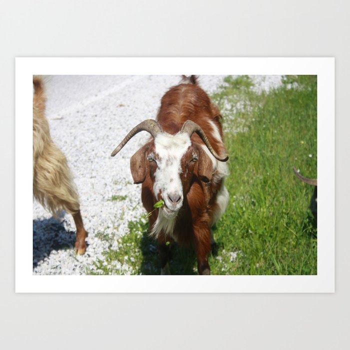 Whimsical Portrait of a Horned Goat Grazing Art Print