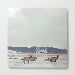 Herd of Elk in Jackson, Wyoming - Wildlife Photograph Metal Print | Landscape, Photo, Nature, Animal 