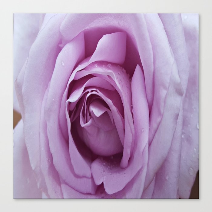 Pale Purple Rose Canvas Print By Keggs Society6 Pale Purple Rose Canvas Print