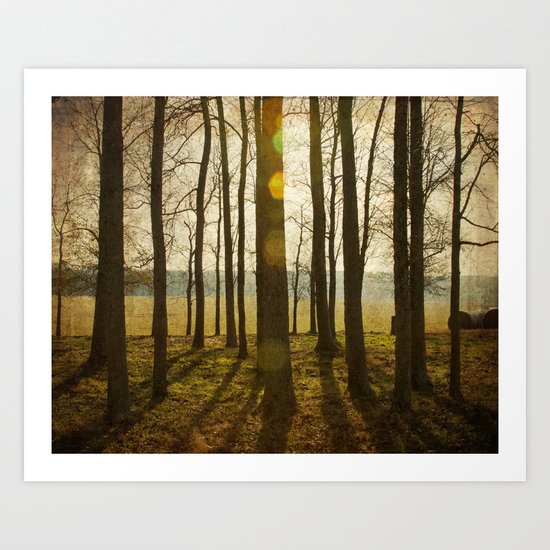 Afternoon Sunlight with Lens Flare Art Print