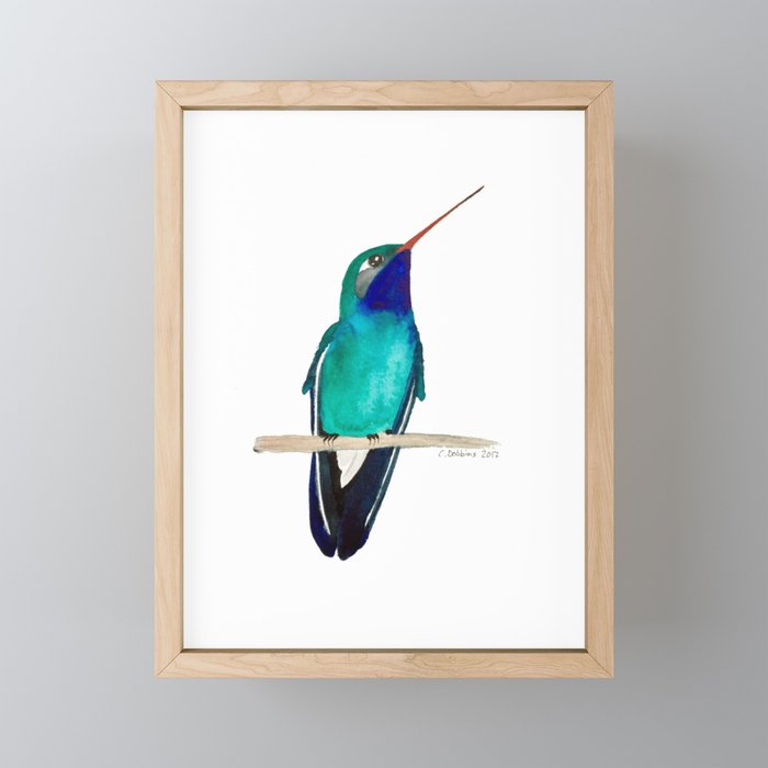 Broad-billed Hummingbird Framed Mini Art Print