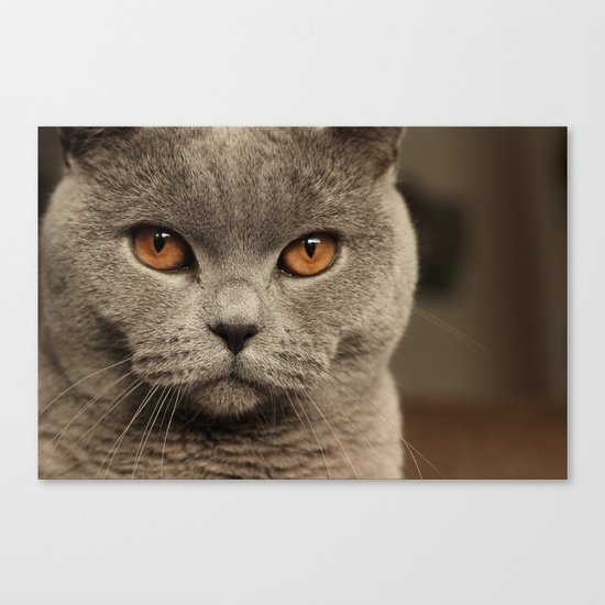 Diesel, the cat - (close up) Canvas Print