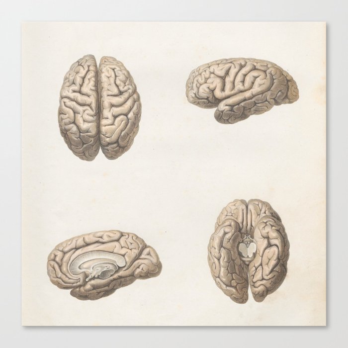 Brain anatomy Canvas Print