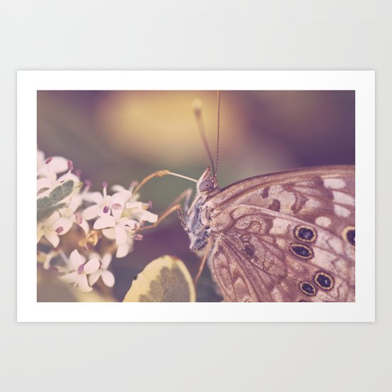 Closeup of a butterfly Art Print