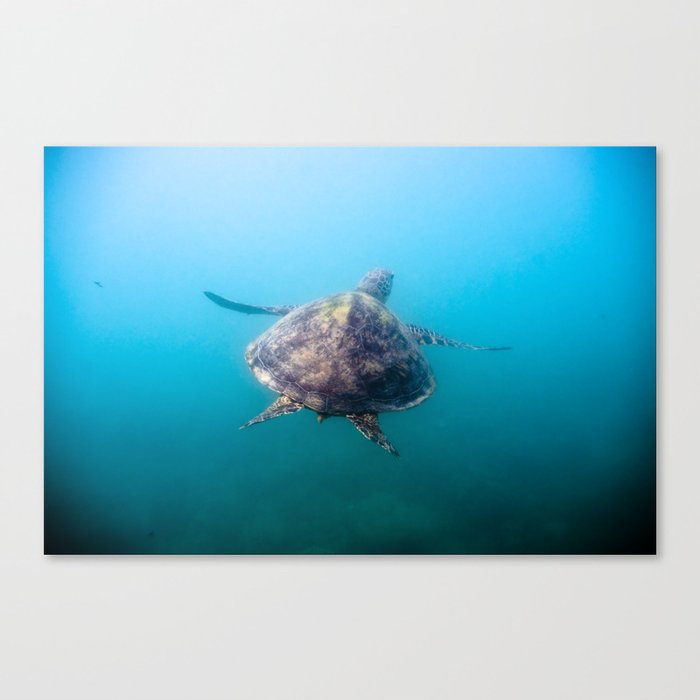 Turtle gliding underwater Canvas Print