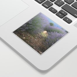 The Path Through Lavender Landscape Photograph Sticker