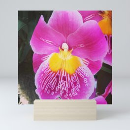 Pansy Orchid Mini Art Print