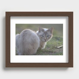 Siamese Cat Recessed Framed Print