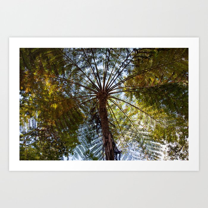 Fern Tree | Madeira Art Print