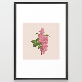 Lilac Framed Art Print