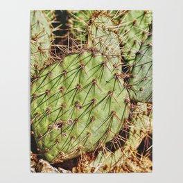 Desert Cactus Detail Poster
