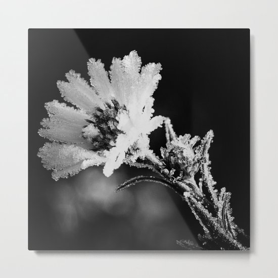 frozen Metal Print