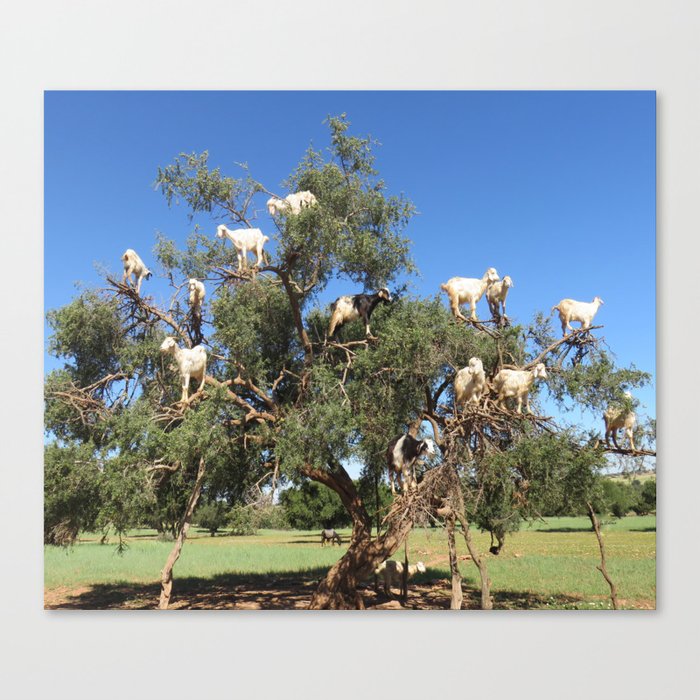 Goats in a tree Canvas Print