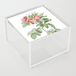 Vintage Pasture Rose Botanical Illustration on Pure White Acrylic Box