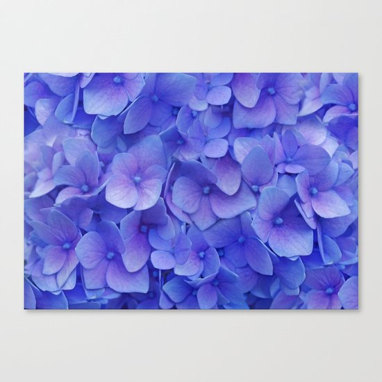 Hydrangea blue Canvas Print