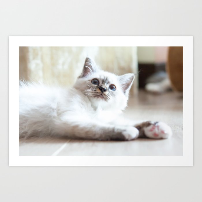 Portrait Of White Long Hair Birman Cat With Blue Eyes Art Print