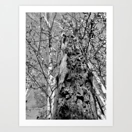 Tree I Art Print | Nature, Tree, Black And White, Landscape, Forest, Woods, Photo, Digital 