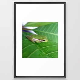 Frog Series: It's Not Easy Being Framed Art Print