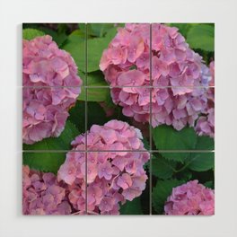 The pink Hortensia hydrangea bush (Hydrangea macrophylla) Wood Wall Art