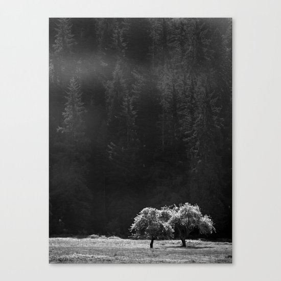 Two Trees Canvas Print