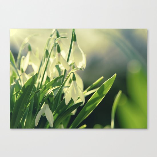 Snowdrops impression from the garden Canvas Print