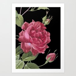 Blood-Red Bengal Rose from Les Roses on Black Art Print