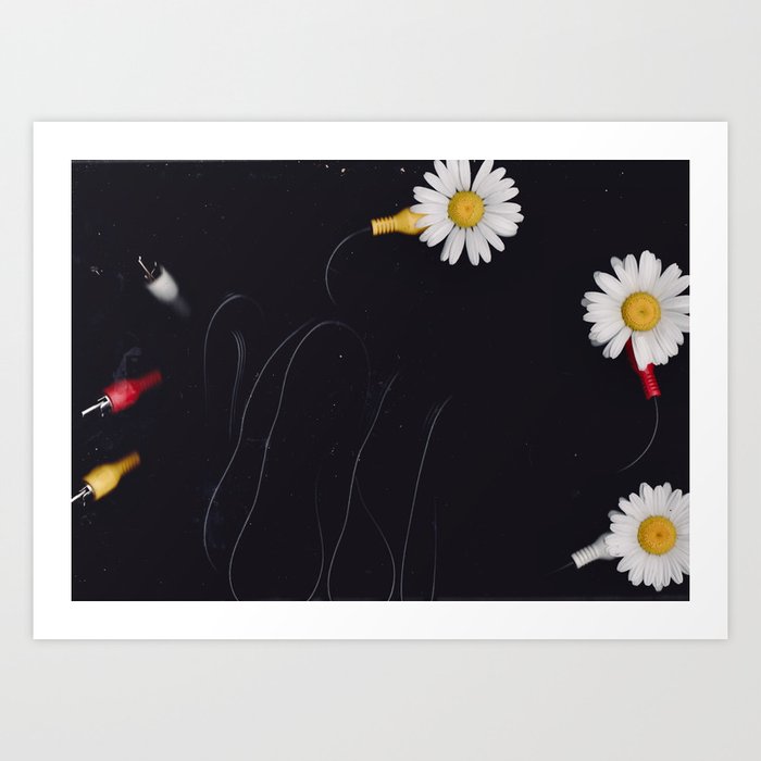 daisies Art Print