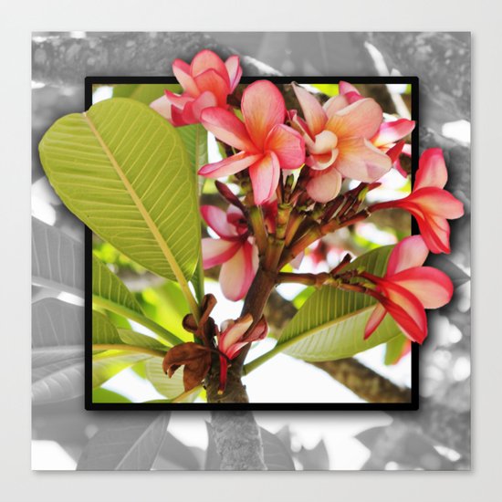 Pink Frangipani Canvas Print