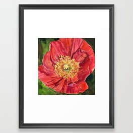 Iceland Poppy in Watercolor by Theresa Goesling Framed Art Print