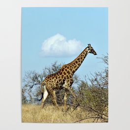 Giraffe Walking in the Wild, Kruger national park, South Africa  Poster