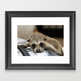 Baby Raccoon  Framed Art Print