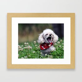 The Yawn (poodle) Framed Art Print