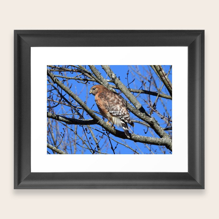 Download Red-Shouldered Hawk Framed Art Print by ...