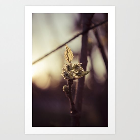 Raspberry sprout Art Print