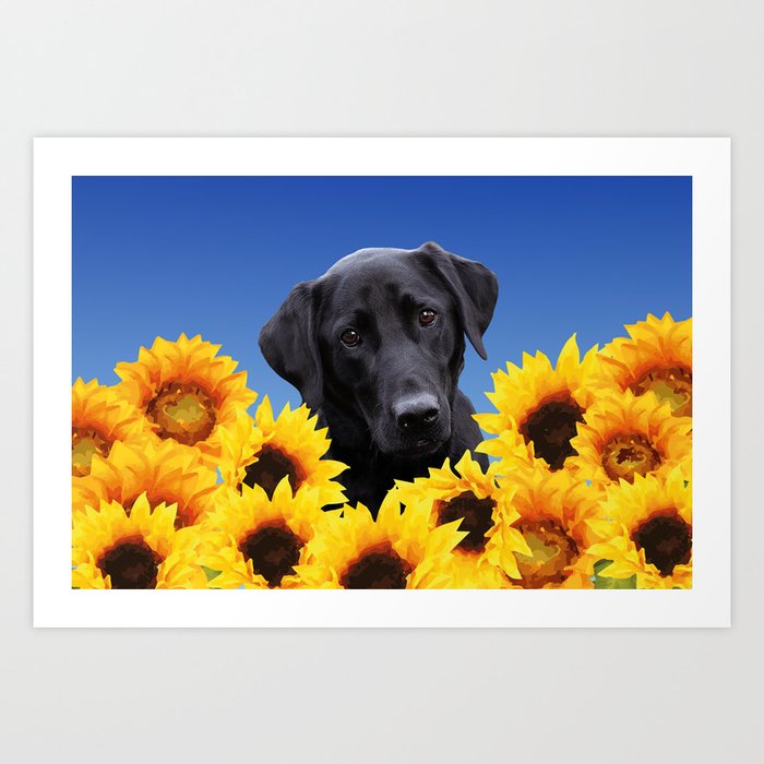 Labrador retriever in Sunflower Field Art Print