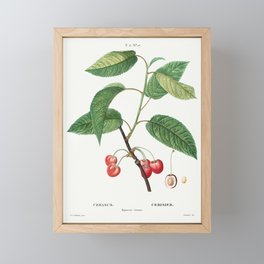 Cherry (Cerasus) from Traité des Arbres et Arbustes que l’on cultive en France en pleine terre  Framed Mini Art Print