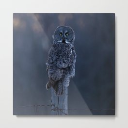 Great Gray Owl at dusk Metal Print