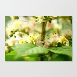 Flowers in Spring Canvas Print
