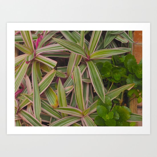 La Chaya Maya II Art Print