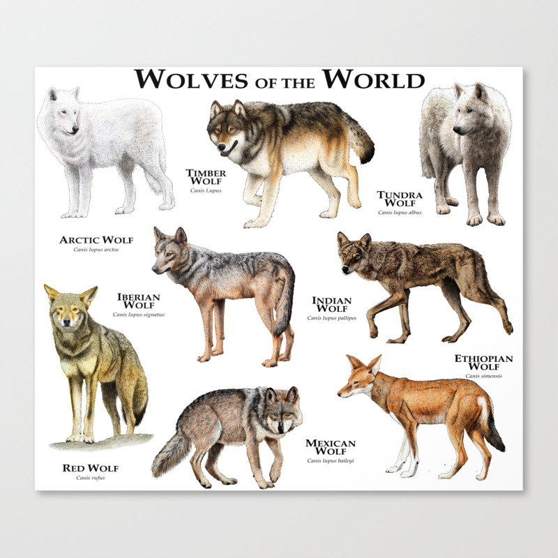 Wolves Of The World Canvas Print By Wildlife Art Society6