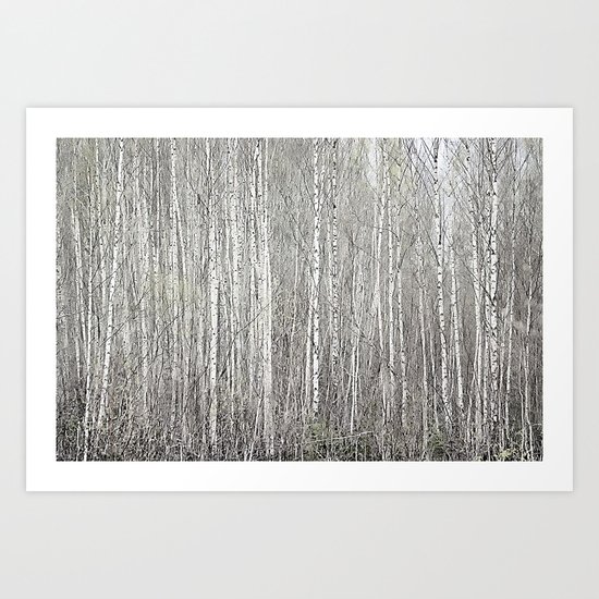 Birch grove Art Print