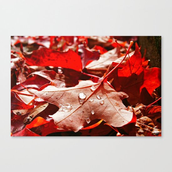Autumn red Canvas Print