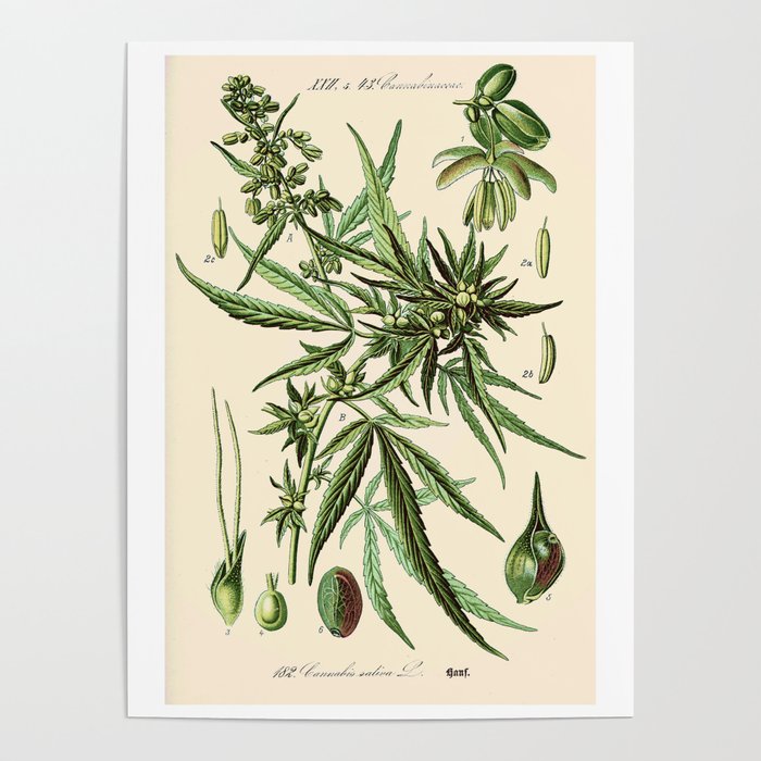 Cannabis Sativa - Vintage botanical illustration Poster