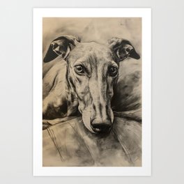 Elegant greyhound portrait Art Print