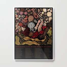 Intertidal Life of the North Atlantic (with species list) Metal Print